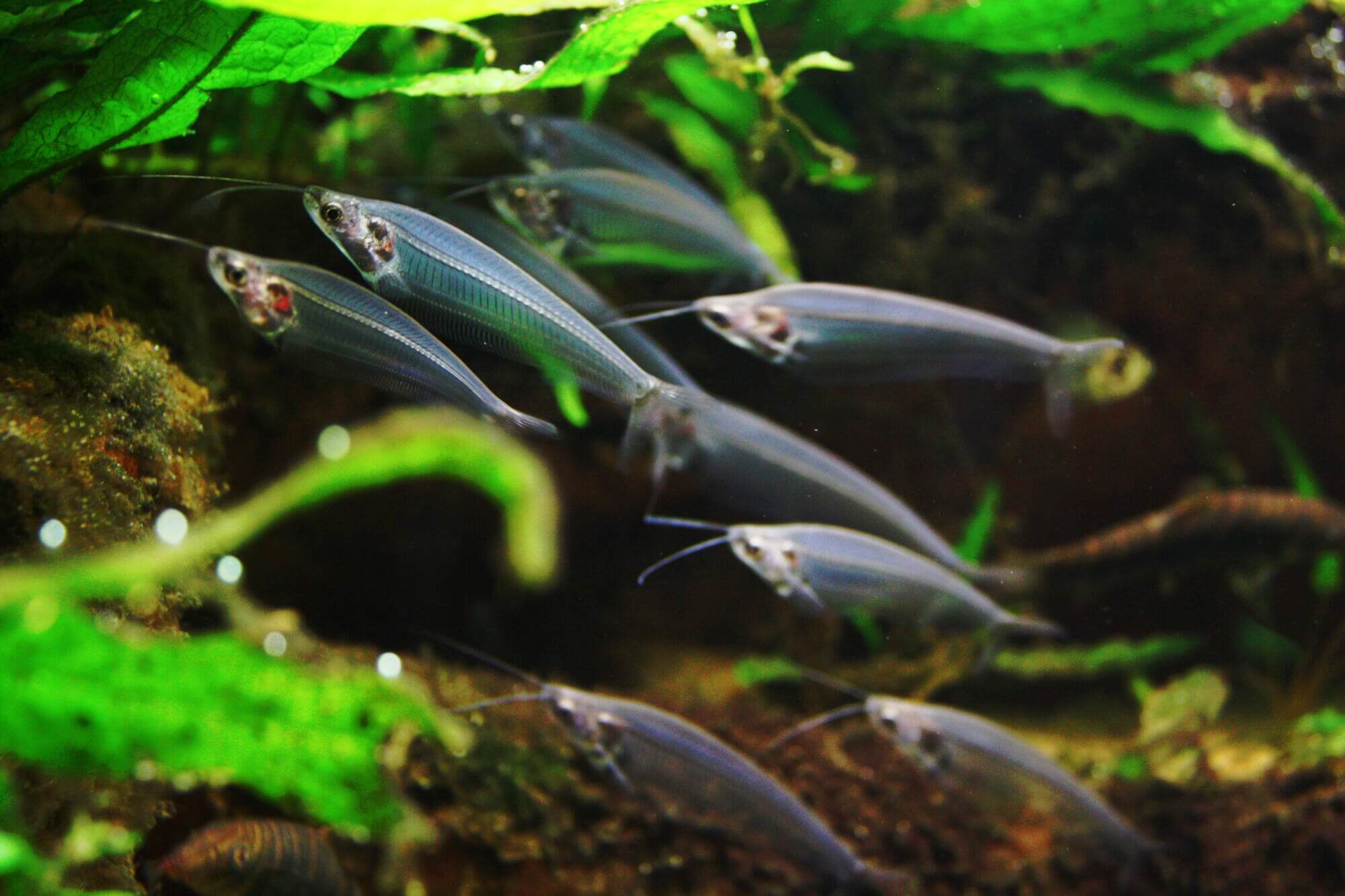 29 Fish That Start with K: Common and Scientific Names - Ocean Info